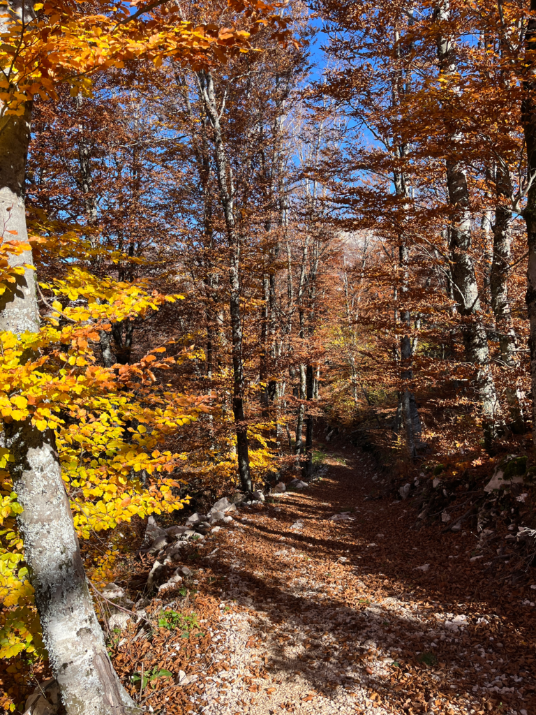 Herbstwald
